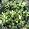 Variegated String of Tears Live Plant - 4 inch Pot - Trailing Succulent - Image 1