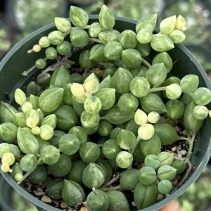 Variegated String of Tears Live Plant - 4 inch Pot - Trailing Succulent - Image 1
