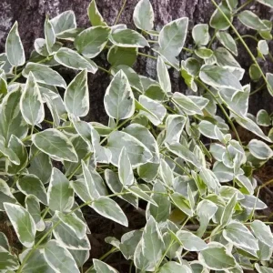 Variegated Vinca Minor Live Plant - 12 Bare Root Periwinkle Ground Cover - Image 3