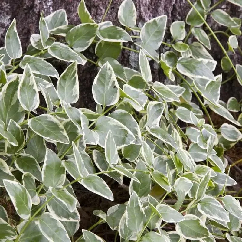 Variegated Vinca Minor Live Plant - 12 Bare Root Periwinkle Ground Cover - Image 3