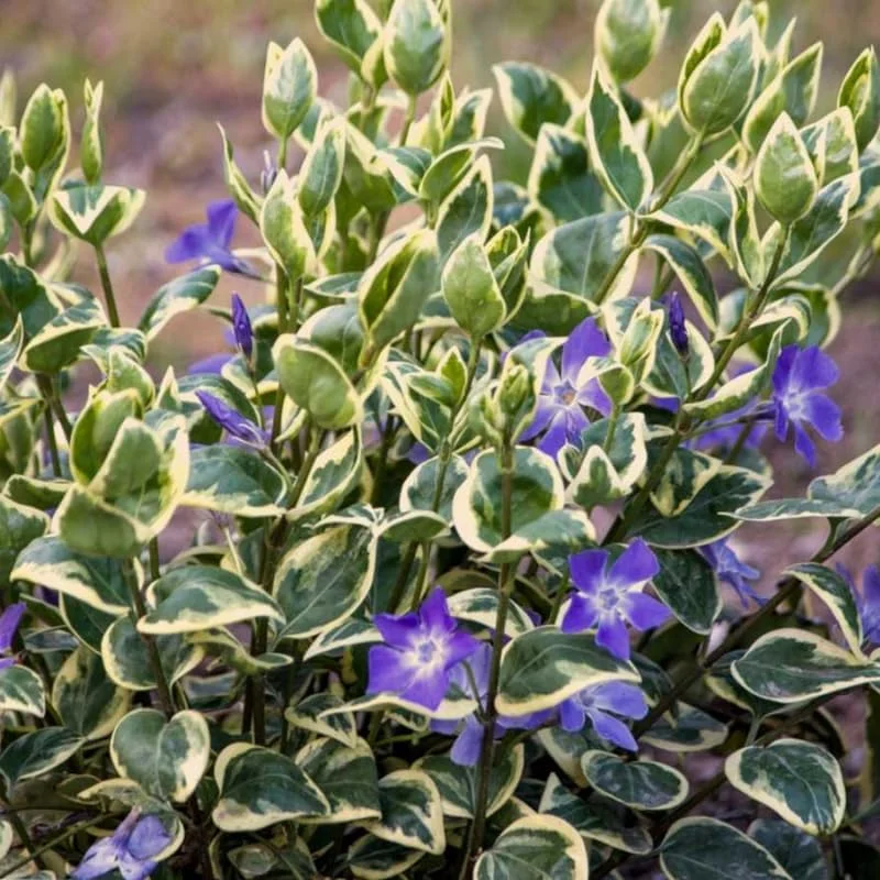 Variegated Vinca Minor Live Plant - 12 Bare Root Periwinkle Ground Cover - Image 5