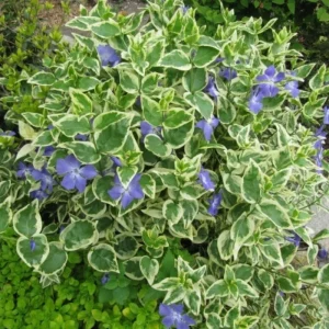 Variegated Vinca Minor Live Plant - 12 Bare Root Periwinkle Ground Cover - Image 1