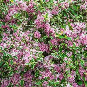 Variegated Weigela Live Plant – Pink Flowers 6-12
