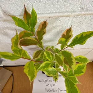 Variegated Weigela Live Plant – Pink Flowers 6-12