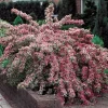 Variegated Weigela Live Plant – Pink Flowers 6-12" Tall Quart Pot - Image 1