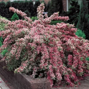 Variegated Weigela Live Plant – Pink Flowers 6-12