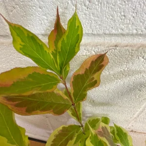 Variegated Weigela Live Plant – Pink Flowers 6-12