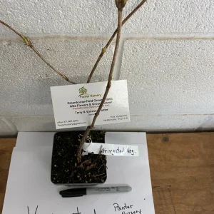 Variegated Weigela Live Plant – Pink Flowers 6-12