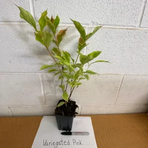 Variegated Weigela Live Plant – Pink Flowers 6-12