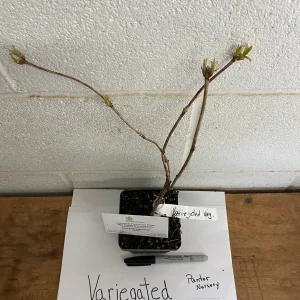 Variegated Weigela Live Plant – Pink Flowers 6-12