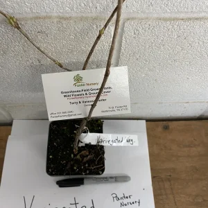 Variegated Weigela Live Plant – Pink Flowers 6-12