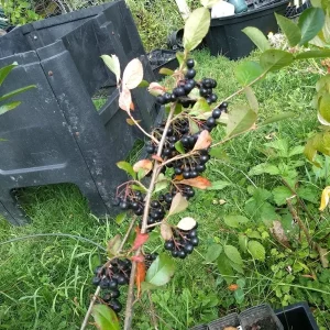 Viking Aronia Berry Live Plant – Rooted Starter – Zones 3-8 – Fruiting Shrub - Image 3