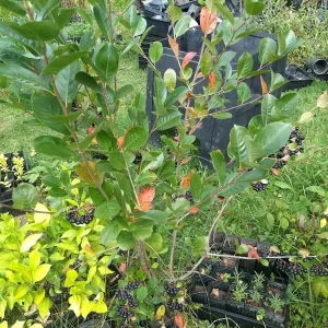 Viking Aronia Berry Live Plant – Rooted Starter – Zones 3-8 – Fruiting Shrub - Image 4