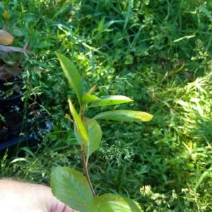 Viking Aronia Berry Live Plant – Rooted Starter – Zones 3-8 – Fruiting Shrub - Image 5