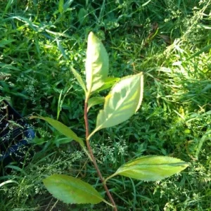 Viking Aronia Berry Live Plant – Rooted Starter – Zones 3-8 – Fruiting Shrub - Image 6