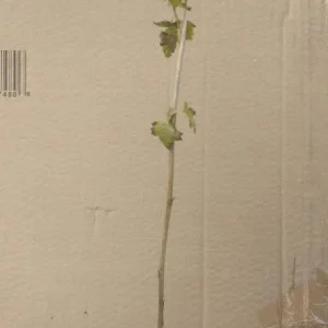 Viking Aronia Berry Live Plant – Rooted Starter – Zones 3-8 – Fruiting Shrub - Image 7