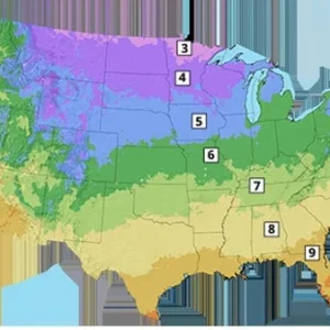 Viking Aronia Berry Live Plant – Rooted Starter – Zones 3-8 – Fruiting Shrub - Image 8