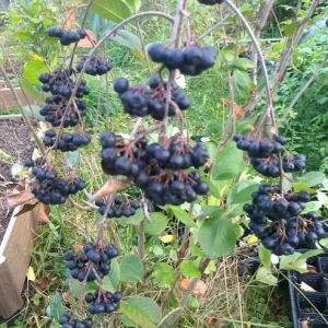 Viking Aronia Berry Live Plant – Rooted Starter – Zones 3-8 – Fruiting Shrub - Image 1