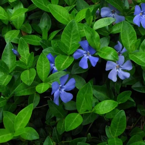 Vinca Minor Vine Live Plant 2.5 inch Pot - Evergreen Periwinkle Groundcover - Image 3