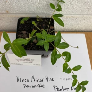 Vinca Minor Vine Live Plant 2.5 inch Pot - Evergreen Periwinkle Groundcover - Image 5