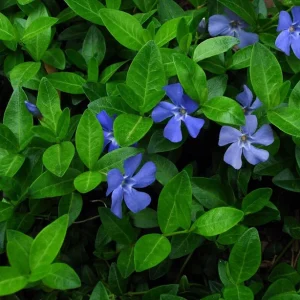 Vinca Minor Vine Live Plant – 4-inch Pot – Evergreen Groundcover – Outdoor - Image 2