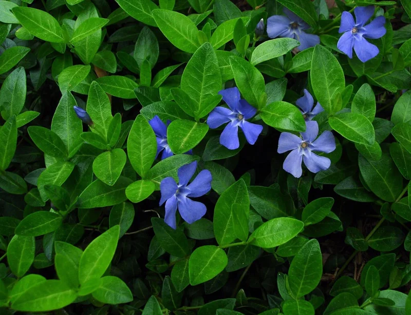 Vinca Minor Vine Live Plant – 4-inch Pot – Evergreen Groundcover – Outdoor - Image 2
