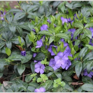 Vinca Minor Vine Live Plant – 4-inch Pot – Evergreen Groundcover – Outdoor - Image 3