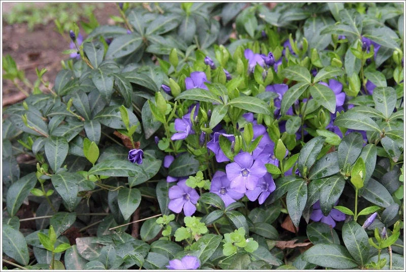 Vinca Minor Vine Live Plant – 4-inch Pot – Evergreen Groundcover – Outdoor - Image 3
