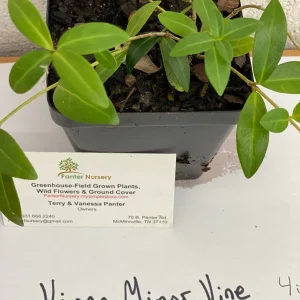 Vinca Minor Vine Live Plant – 4-inch Pot – Evergreen Groundcover – Outdoor - Image 4