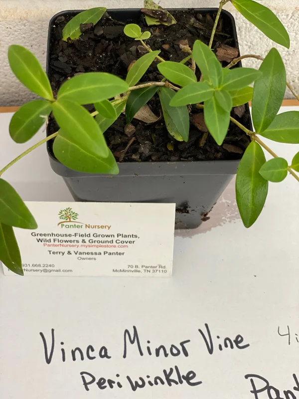 Vinca Minor Vine Live Plant – 4-inch Pot – Evergreen Groundcover – Outdoor - Image 4