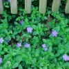 Vinca Minor Vine Live Plant – 4-inch Pot – Evergreen Groundcover – Outdoor - Image 1