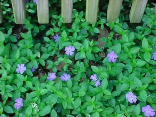 Vinca Minor Vine Live Plant – 4-inch Pot – Evergreen Groundcover – Outdoor - Image 1