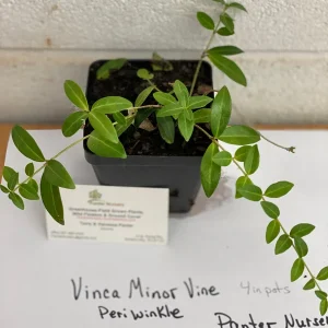 Vinca Minor Vine Live Plant – 4-inch Pot – Evergreen Groundcover – Outdoor - Image 5