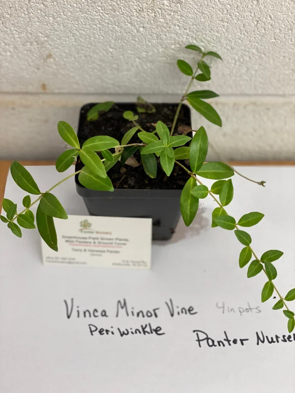 Vinca Minor Vine Live Plant – 4-inch Pot – Evergreen Groundcover – Outdoor - Image 5