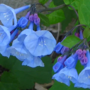 Virginia Bluebell Bare Root Plants - 5 Roots - Shade Lover - Blue Flowers - Image 2