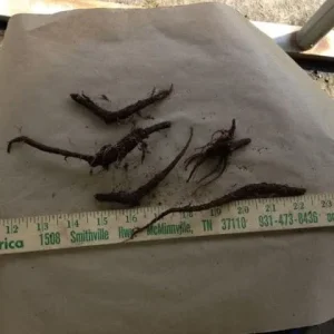 Virginia Bluebell Bare Root Plants - 5 Roots - Shade Lover - Blue Flowers - Image 3