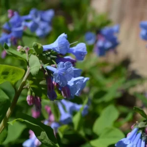 Virginia Bluebell Bare Root Plants - 5 Roots - Shade Lover - Blue Flowers - Image 4