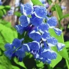 Virginia Bluebell Bare Root Plants - 5 Roots - Shade Lover - Blue Flowers - Image 1