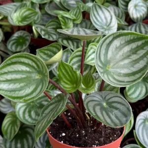 Watermelon Peperomia Live Plant - Peperomia Argyreia, 4-inch Pot, Indoor - Image 2