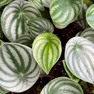 Watermelon Peperomia Live Plant - Peperomia Argyreia, 4-inch Pot, Indoor - Image 3