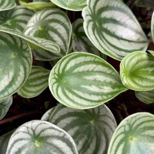 Watermelon Peperomia Live Plant - Peperomia Argyreia, 4-inch Pot, Indoor - Image 4