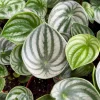 Watermelon Peperomia Live Plant - Peperomia Argyreia, 4-inch Pot, Indoor - Image 1