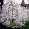 Weeping Cherry Tree Live Plant 6-12" Tall - Pink Flowers, Hardy Zones 5-8 - Image 1