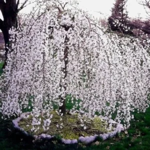 Weeping Cherry Tree Live Plant 6-12