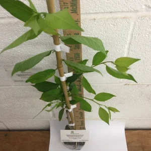 Weeping Cherry Tree Live Plant 6-12