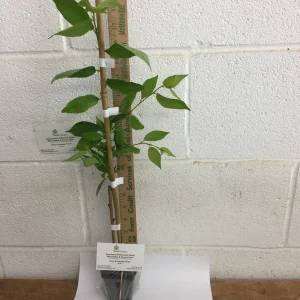 Weeping Cherry Tree Live Plant 6-12