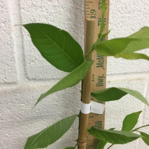 Weeping Cherry Tree Live Plant 6-12