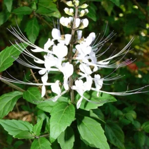 White Cat Whiskers Live Plant – 2 Starters, 4-6
