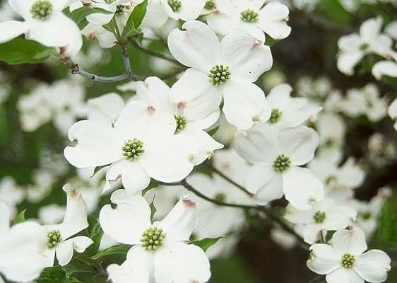 White Flowering Dogwood Live Plant - Quart Pot, 10-16" Tall Tree - Image 2