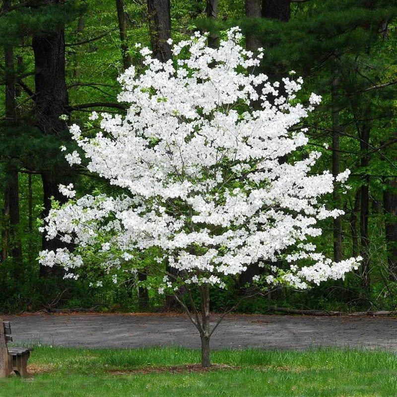 White Flowering Dogwood Live Plant - Quart Pot, 10-16" Tall Tree - Image 5
